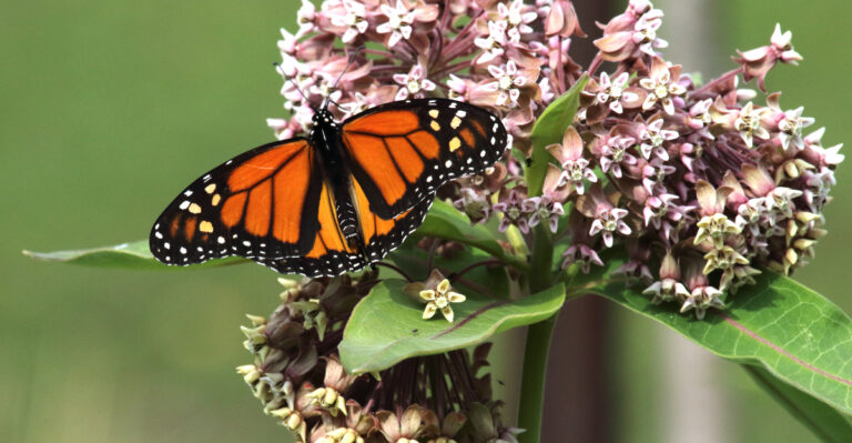 monarch butterfly on common milkweed plant