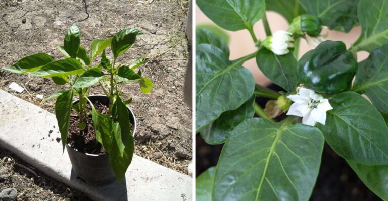 pepper plant