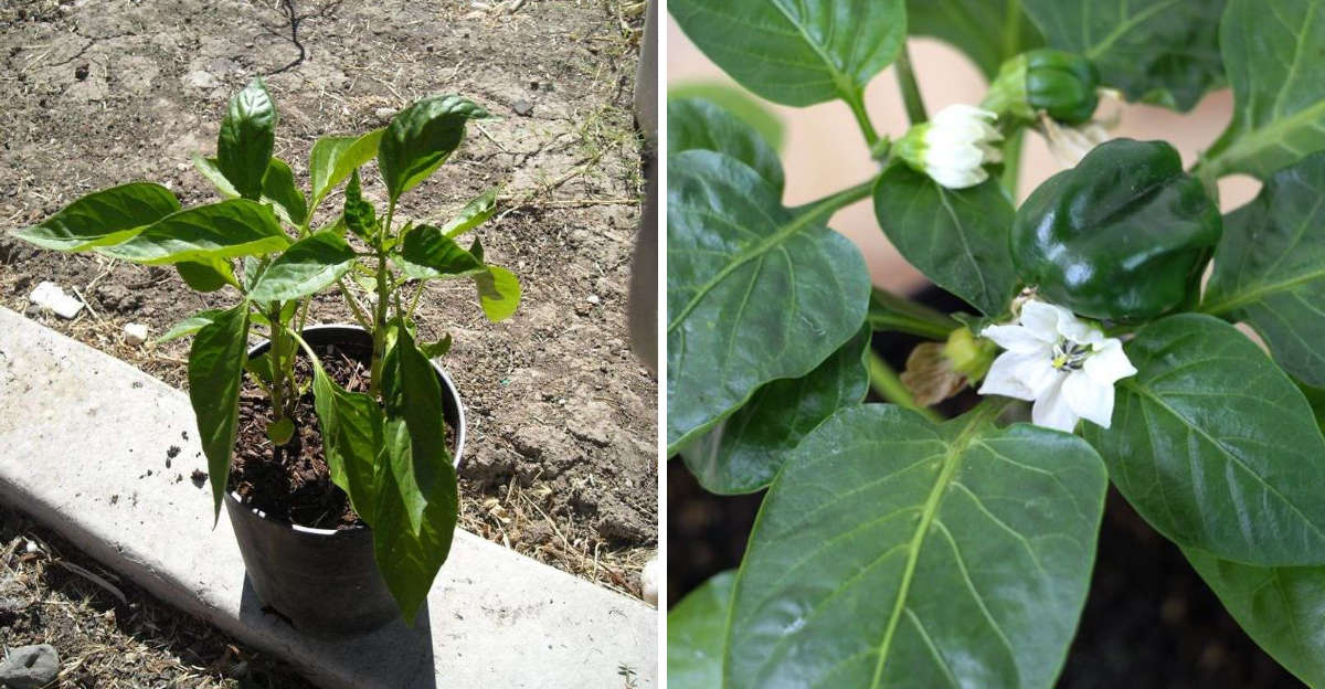 pepper plant