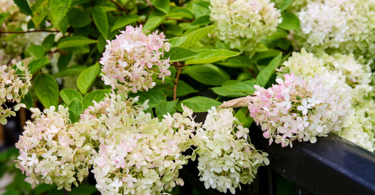 smooth hydrangea