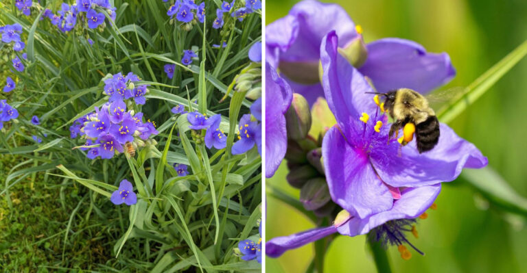 Why Ohio Spiderwort Spreads So Fast (And When To Keep It)