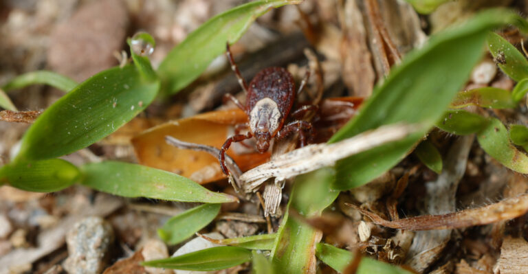 tick in leaf litter