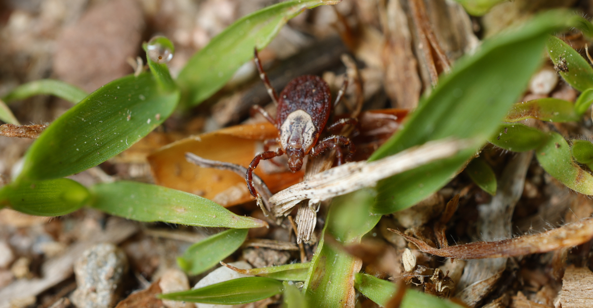 tick in leaf litter