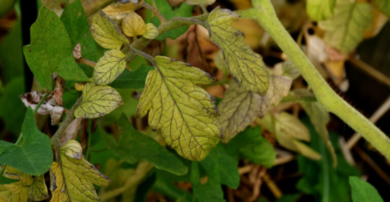 tomato yellow leaves