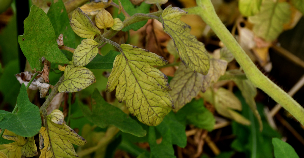 tomato yellow leaves