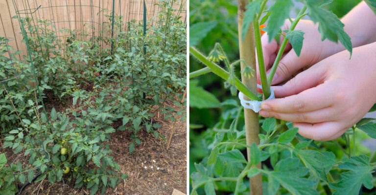 Why Ohio Tomato Plants Get Leggy In July And What To Do About It