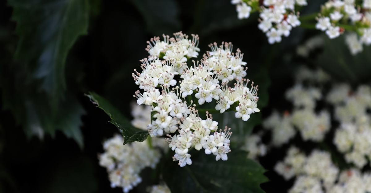 arrowwood viburnum