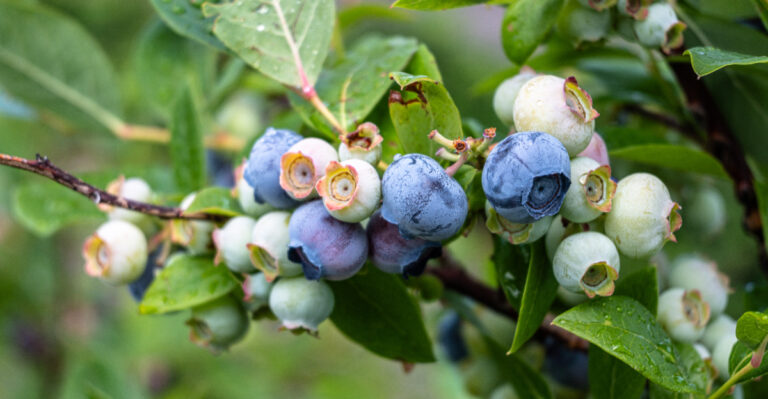 Why Oregon Blueberries Fail To Ripen Fully (And The Simple Fix Most Miss)