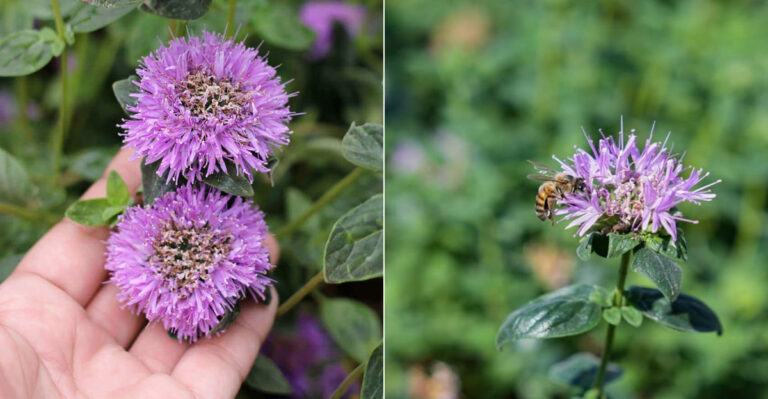 Why Oregon Gardeners Are Replacing Their Lavender With This Native Instead
