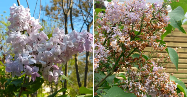 Why Oregon Lilacs Bloom For One Week And Then Disappear (And How To Change That)