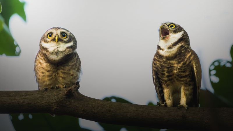 Why Owls Hoot At Night And What Different Calls Actually Signal
