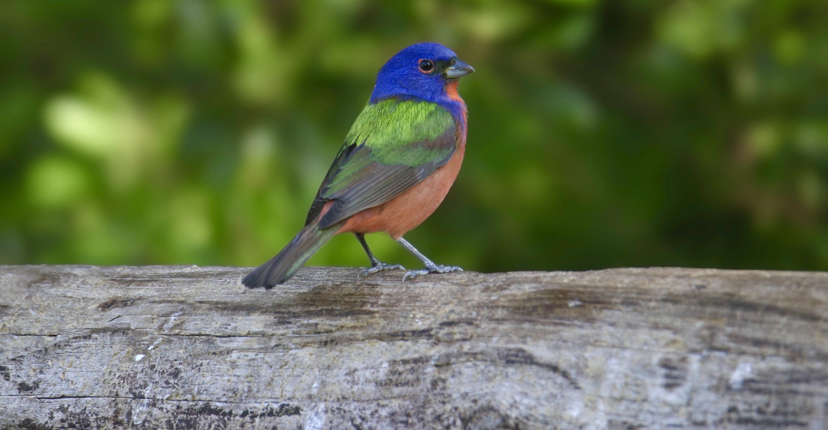 Painted Buntings (featured image)