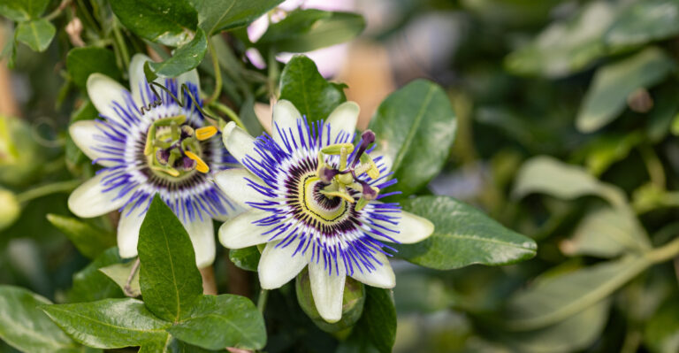 Why Passionflower Vine Is Showing Up On More Virginia Fences This Season