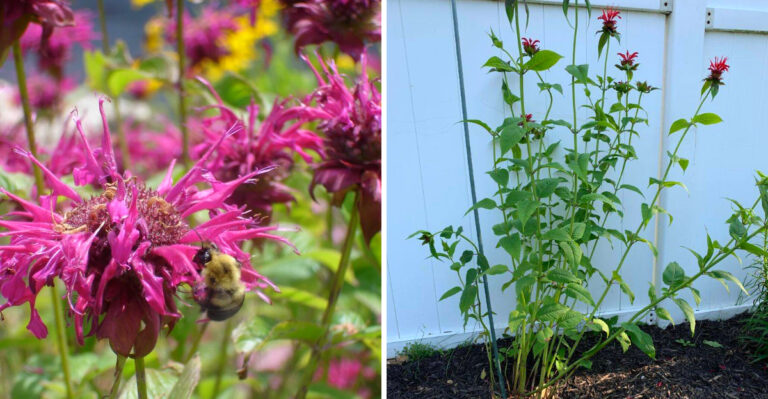 Why Pennsylvania Bee Balm Gets Leggy And Blooms Less By Mid Summer