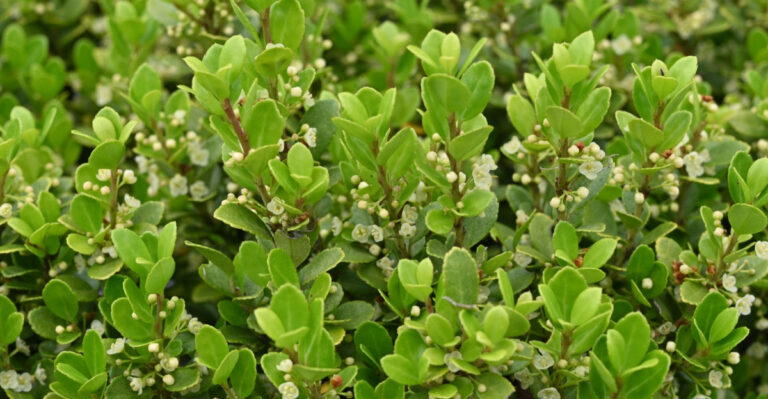 Why Pennsylvania Gardeners Are Ripping Out Their Boxwood And What They’re Planting Instead