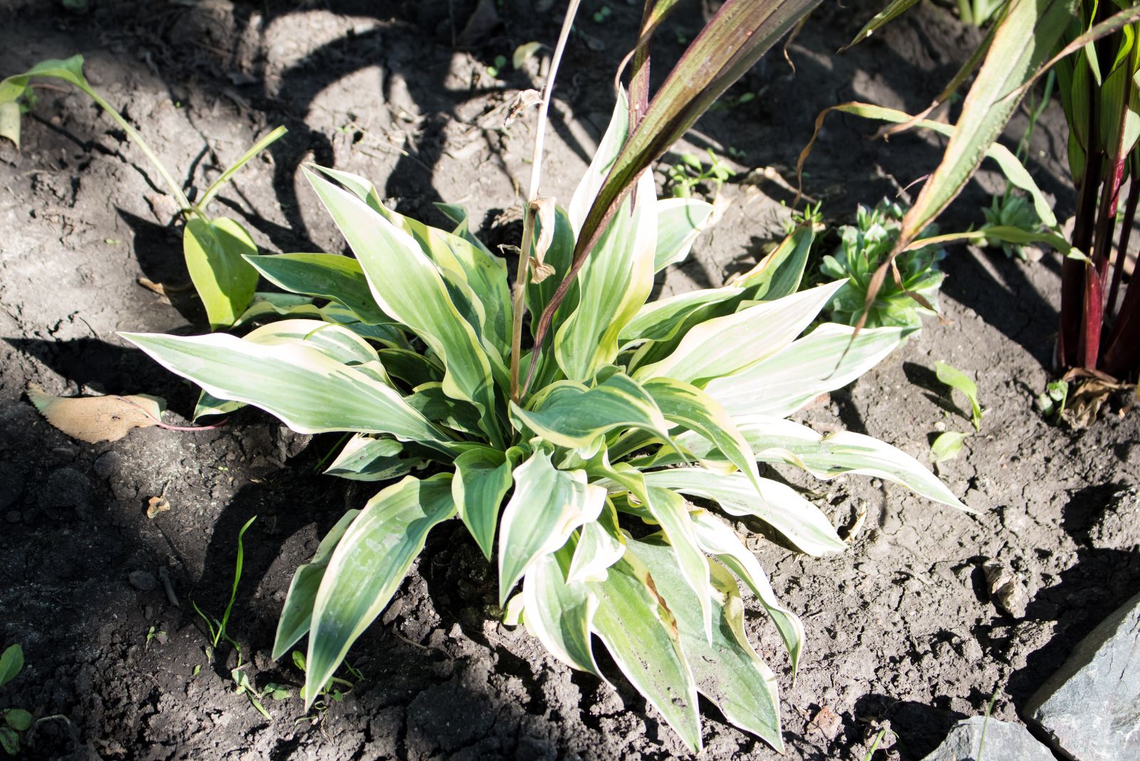 hosta in full sun