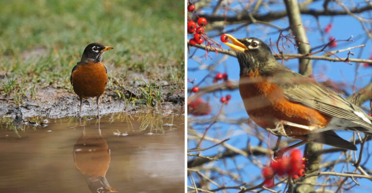 Why Pennsylvania Gardens With More Robins Often See Fewer Pest Problems