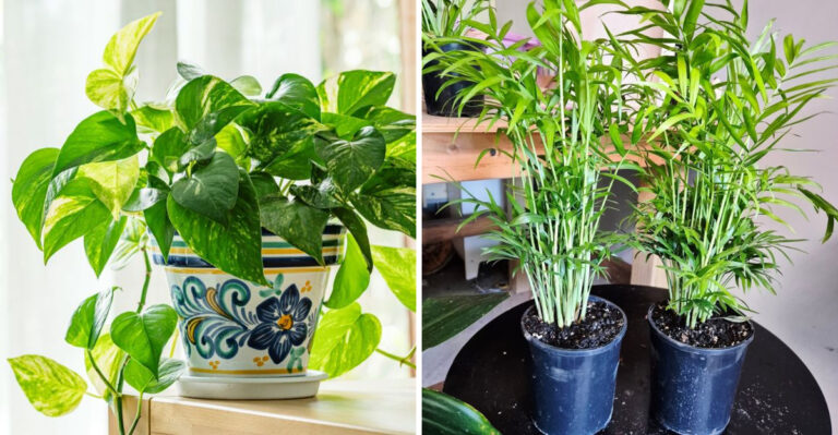 pothos and parlor palm
