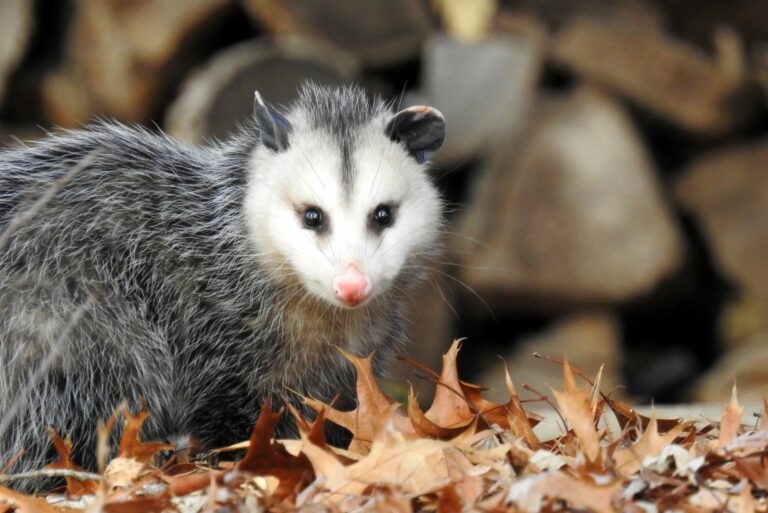 opossum