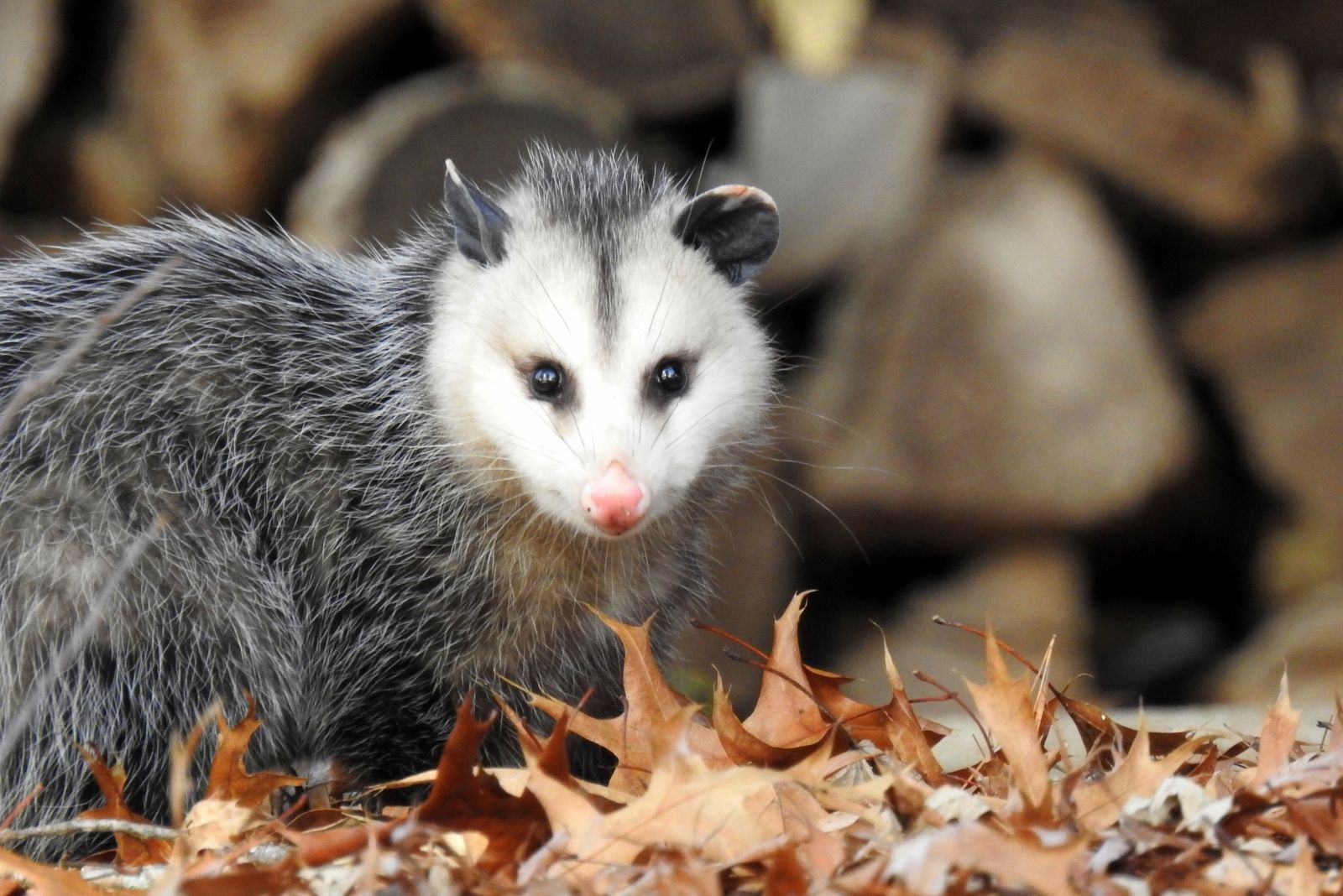opossum