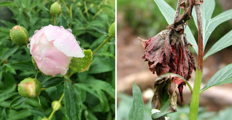 Why Pennsylvania Peonies Get Botrytis Blight In June And What To Do Immediately