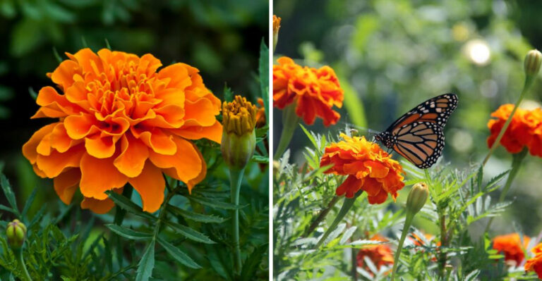 Why Pennsylvanians Should Plants Marigolds In Their Gardens