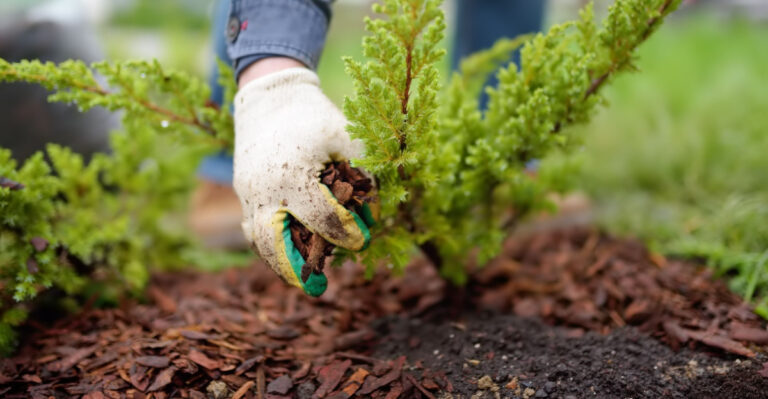 Why Piling Mulch Against Your Georgia Shrubs Does More Damage Than Skipping It