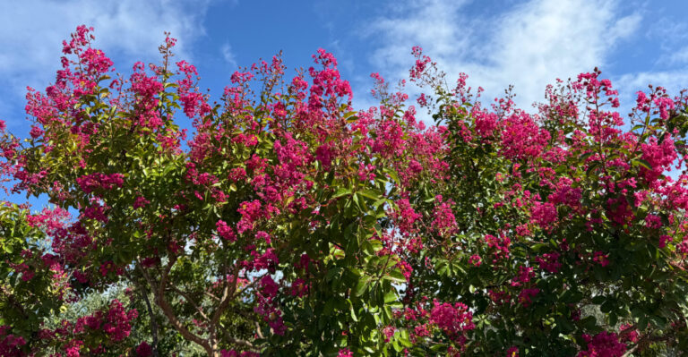 Image Credit: Lialina Olena / Shutterstock