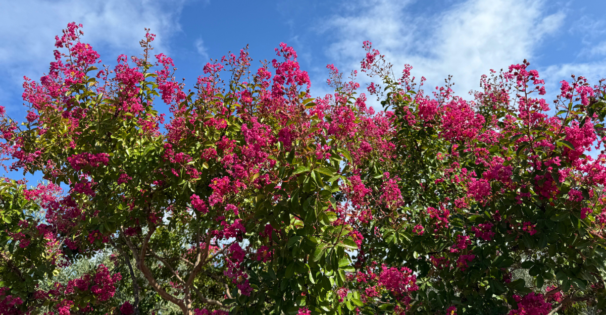 Image Credit: Lialina Olena / Shutterstock