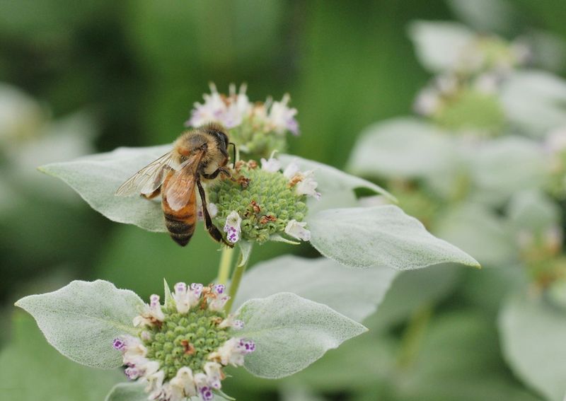 Why Pollinators Love Mountain Mint