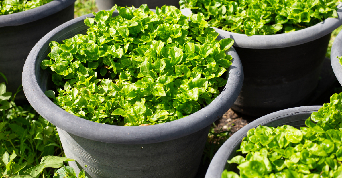 vegetables (featured image)