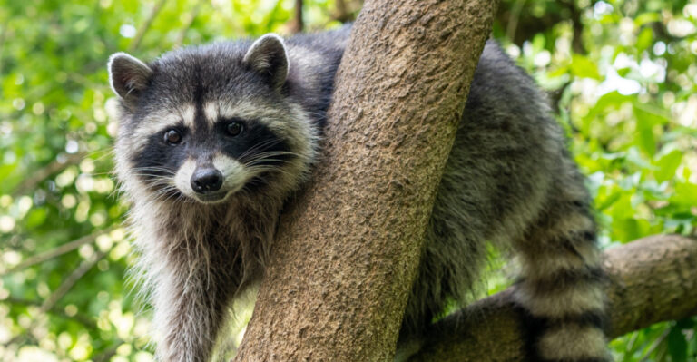 Why Raccoons Take Over Minnesota Yards After Dark (And How To Stop Them)