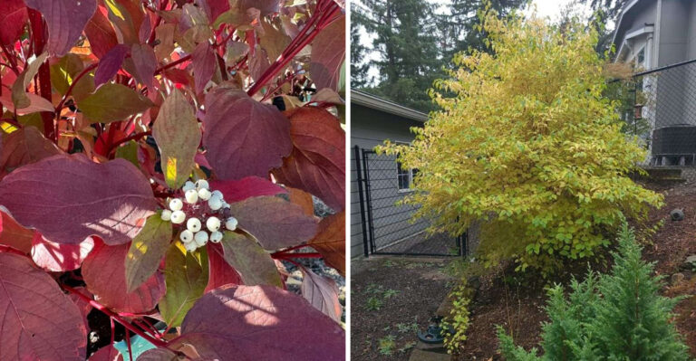 Why Red Twig Dogwood Along A Fence Is The Smartest Thing An Ohio Gardener Can Plant