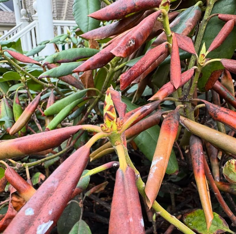 Why Rhododendrons Can Fail In Wet Shady Corners Why Rhododendrons Can Fail In Wet Shady Corners