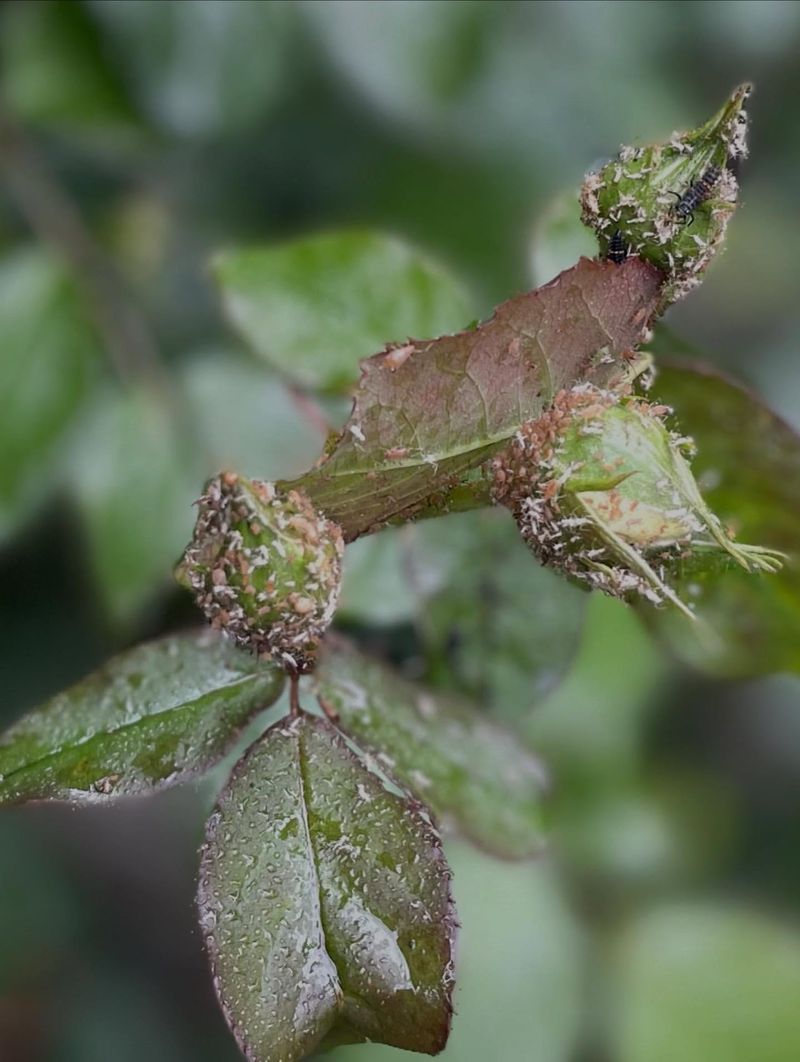 Why Roses Draw Aphids At The Same Time