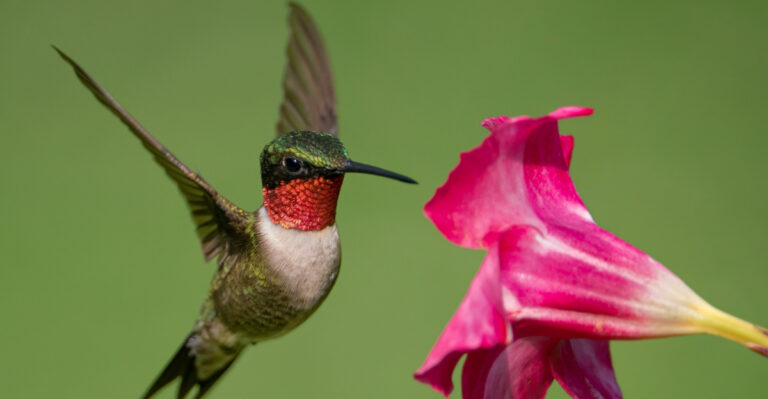 Why Ruby-Throated Hummingbirds Disappear From Your West Virginia Yard So Fast