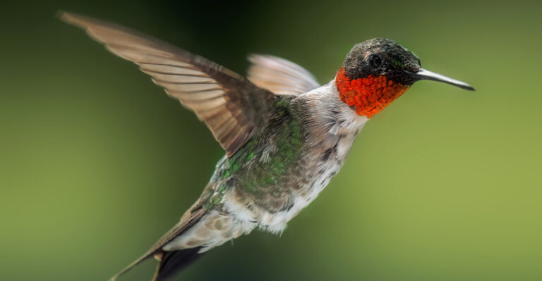Why Ruby-Throated Hummingbirds Pass Through Connecticut Without Stopping