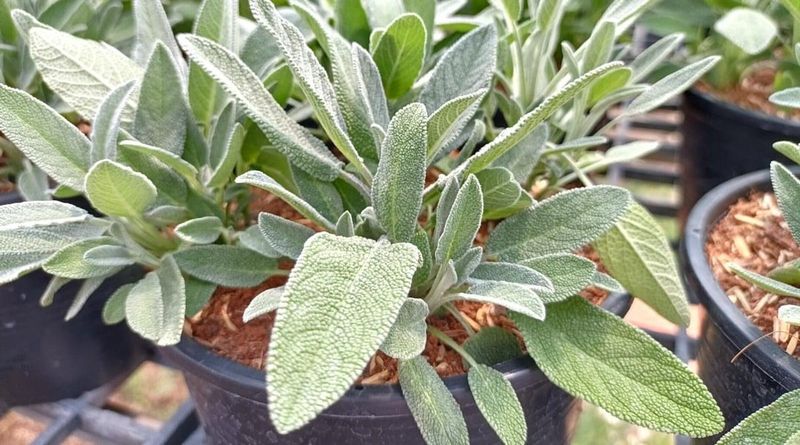 Why Sage Bush Might Be The Most Useful Plant You Can Grow In A Michigan Garden Why Sage Bush Might Be The Most Useful Plant You Can Grow In A Michigan Garden