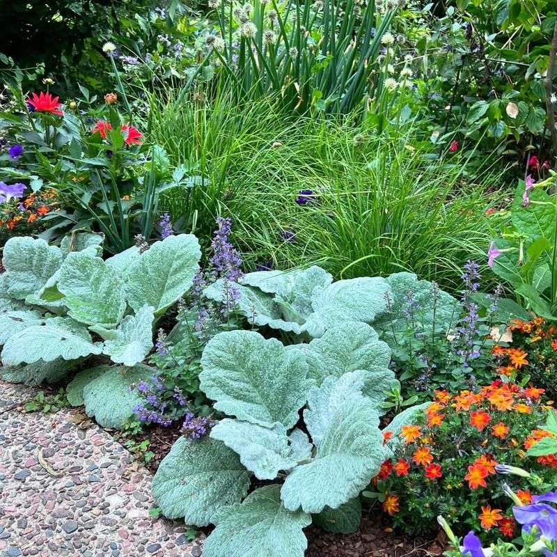 Why Sage Bush Might Be The Most Useful Plant You Can Grow In A Michigan Garden Why Sage Bush Might Be The Most Useful Plant You Can Grow In A Michigan Garden