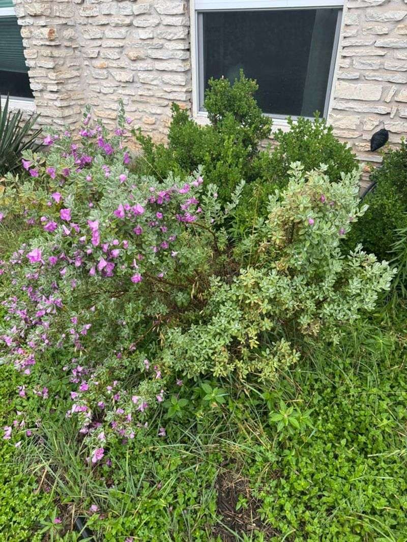 Why Sage Bush Might Be The Most Useful Plant You Can Grow In A Michigan Garden Why Sage Bush Might Be The Most Useful Plant You Can Grow In A Michigan Garden