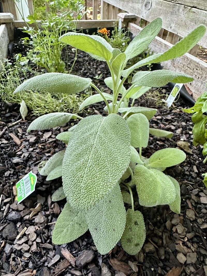 Why Sage Bush Might Be The Most Useful Plant You Can Grow In A Michigan Garden Why Sage Bush Might Be The Most Useful Plant You Can Grow In A Michigan Garden