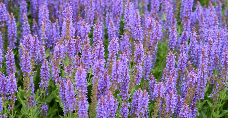 Why Sage Bush Might Be The Most Useful Plant You Can Grow In A Michigan Garden