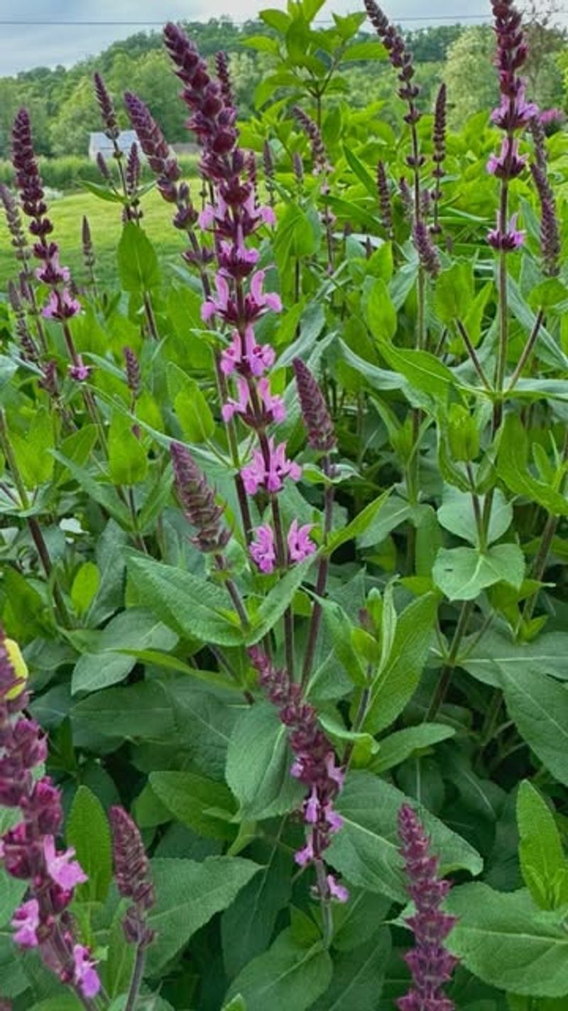 Why Salvia Stops Blooming Without Intervention