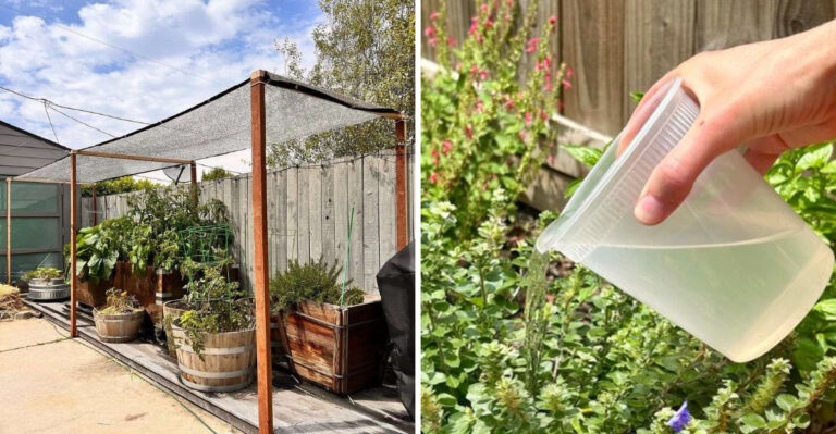 Why Shade Cloth Is The Most Important Thing In Your Arizona Summer Garden