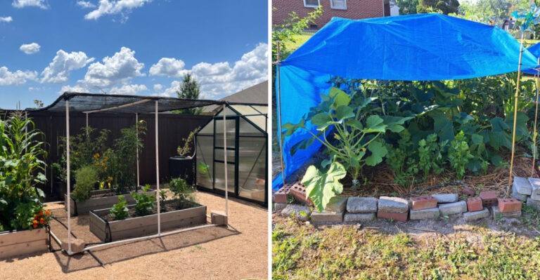 Why Shade Cloth Placement Matters In Arizona Summer Gardens