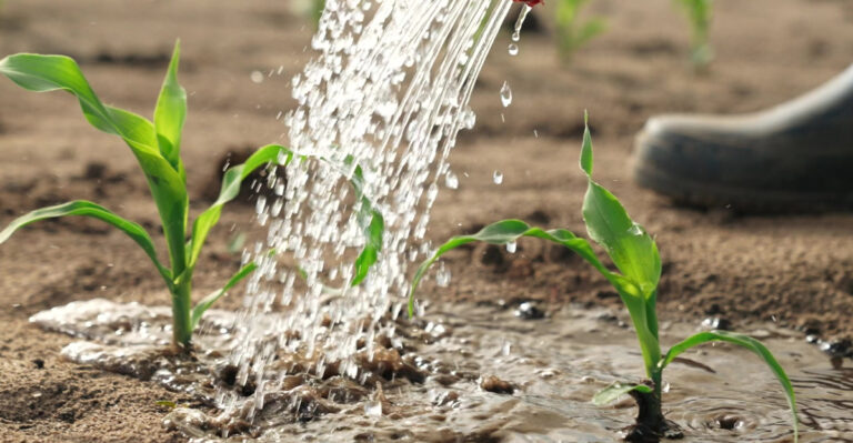 Why Smart Connecticut Gardeners Are Using Less Water This Summer And Growing Better Plants Than Ever