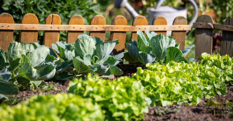 Why Smart Texas Gardeners Are Already Planning Their Fall Garden Right Now In June