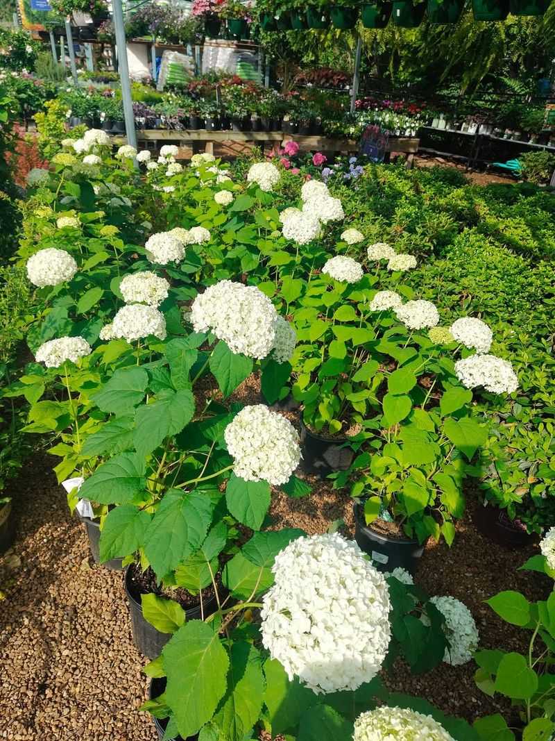 Why Smooth Hydrangeas Need More Water Than Gardeners Expect