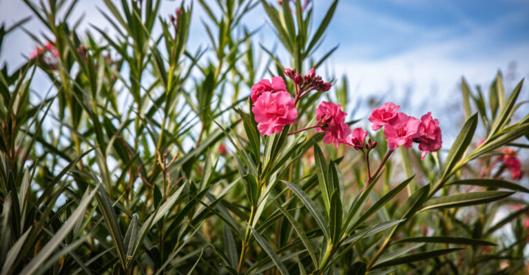 Oleander (featured image)