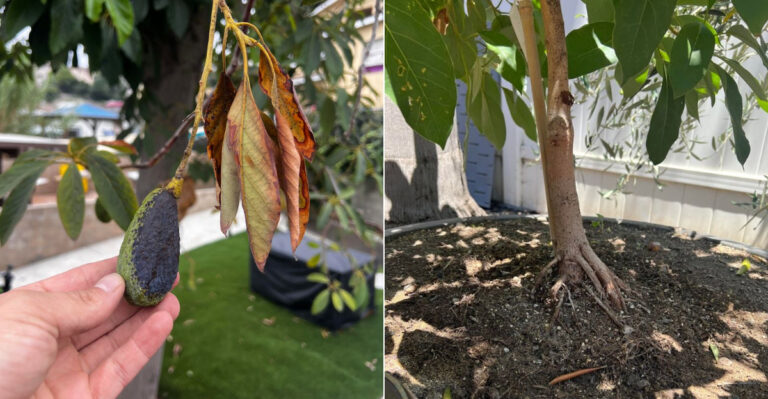 Why Some California Avocado Trees Never Recover After A Heat Wave